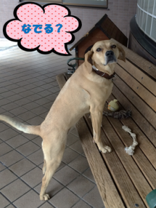 りりーなでる